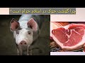 چرا گوشت خوک در اسلام حرام است