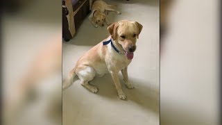 Cutest baby dog kio and Bella  reactions labrador puppy by Kio And Bella 3,326 views 1 year ago 1 minute, 35 seconds