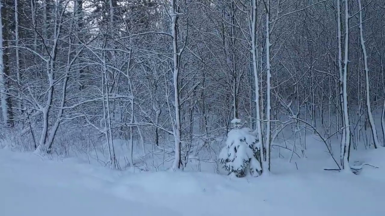Walk with me! In a magical and snowy forest