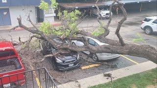 Huge tree likely toppled by wind lands on cars at local apartment complex