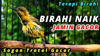 6 MENIT TERAPI MENTAL SOGON STRES AGAR BIRAHI SUARA SOGON IJOAN NGRIW!K, PANCINGAN SOGOK ONTONG GACO