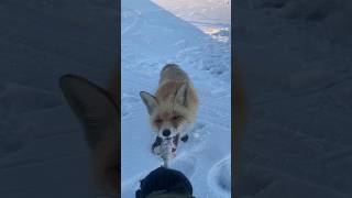 Кормление Дикой Лисы с Руки😱 (ч.2)/Feeding A Wild Fox By Hand😱(part 2)