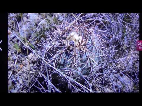 Video: Echinocactus: ¿cómo Contener?