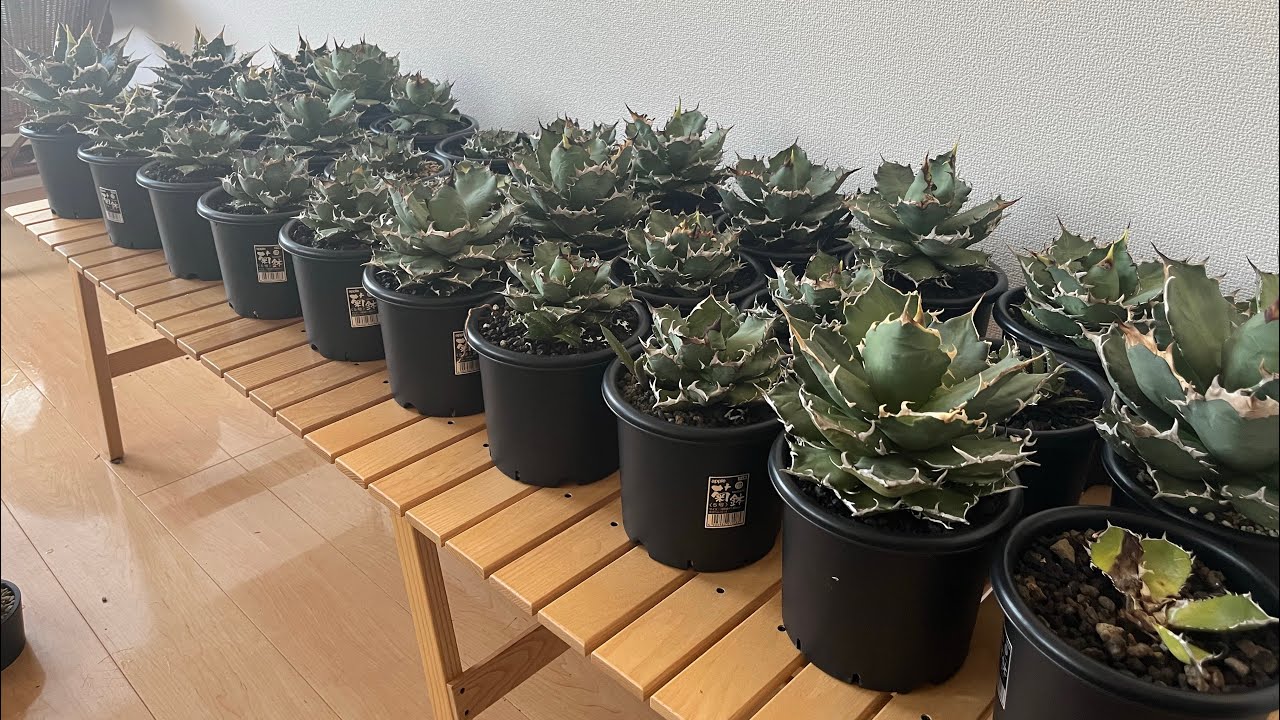 アガベ拭き拭きタイム。パート２