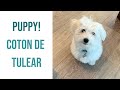 Coton de Tulear puppy - learning tricks, being cute, playing around, and being loved