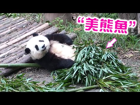 《熊貓早晚安》大熊貓cos美人魚 | iPanda熊貓頻道