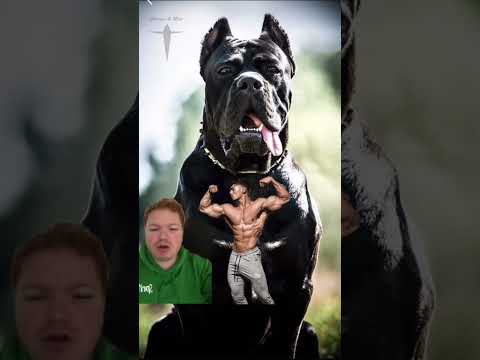 Video: Cinco razas de perros gordos