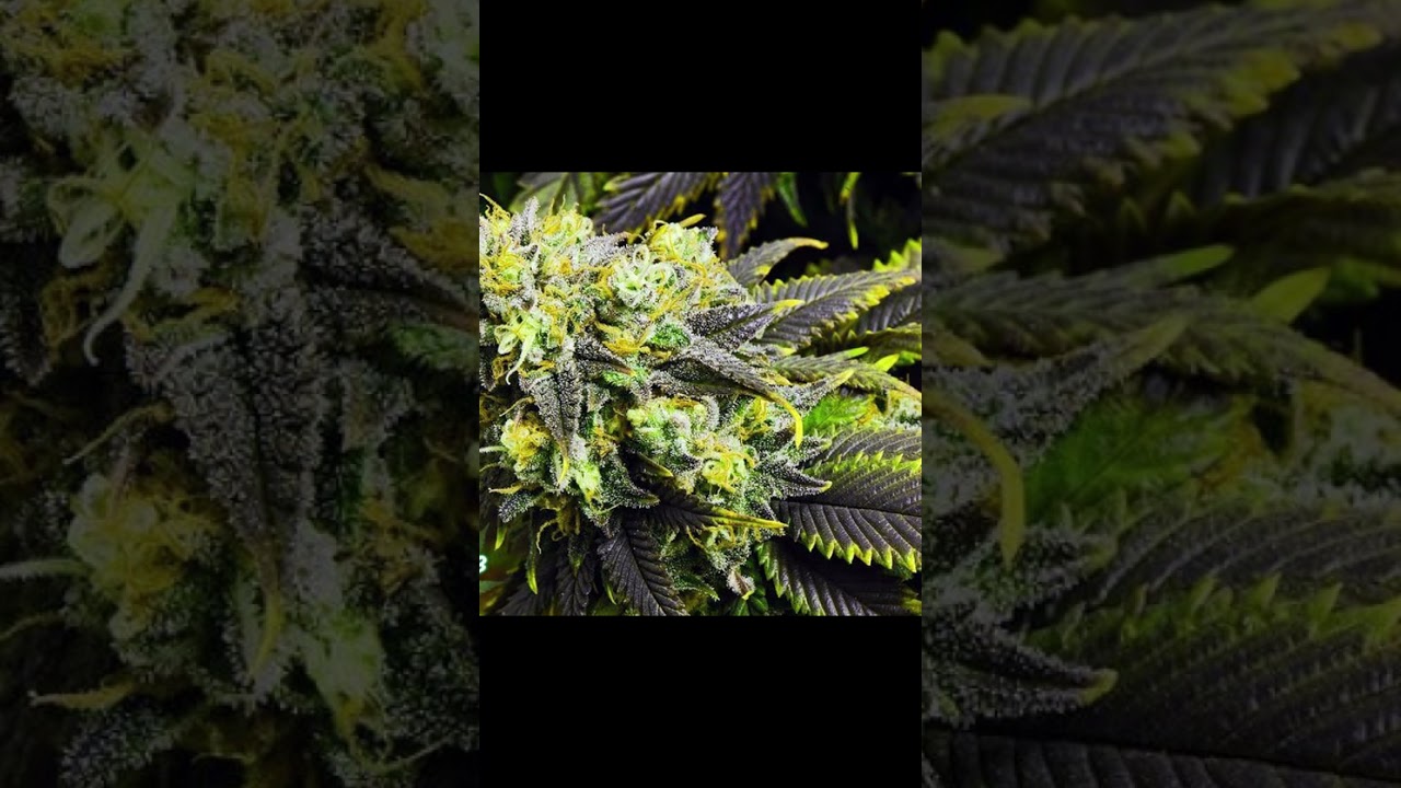 K Nova & T- Blu - Take a Hit