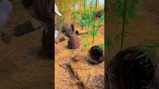 Rural Farming Secrets Pheasant Eggs Collection