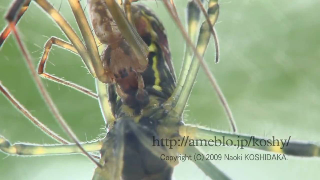 ちょっと毒あり ジョロウグモのオモシロ生態 名前の由来など 動物jp ちょっと毒あり ジョロウグモのオモシロ生態 名前の由来など 動物jp