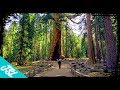 BEST Way to See Mariposa Grove in Yosemite!