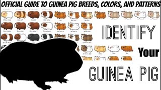 An official guide to all Guinea pig Breeds, Colors, and Patterns