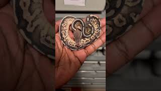 👀who loves dark morphs? #shorts #fyp #reels #pets #snake #ballpython