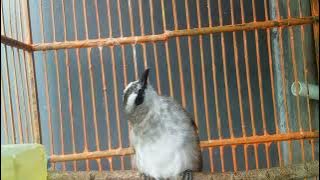 Trucukan muda belajar ROPEL Dijamin TrucukAn Anda ikut ROPEL..