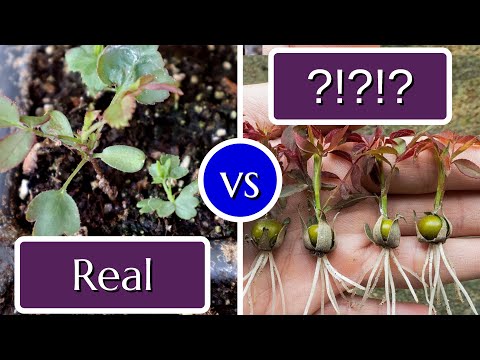 Video: Trandafir Polyyanthus: fotografie, creșterea din semințe acasă, recenzii