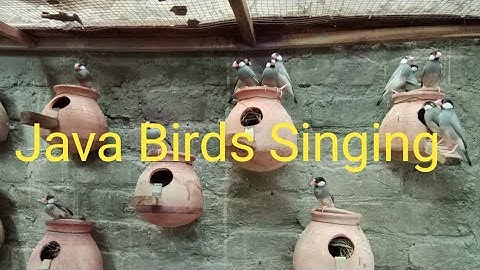 Java Birds Singing Video #javabird #birdslover #birds #breeding #javabird #parrot #javaprogramming