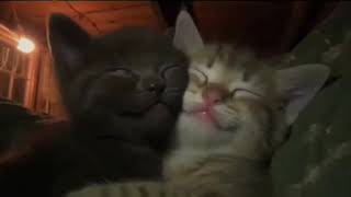 Beautiful kittens omg 😍😍😍😍