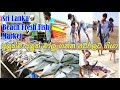 මාලු ගන්න වැල්ලට ගියා | Fish Market In Sri Lanka | Fish Cutting