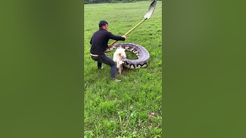 Man fights giant python to save his goat #animals #giantpython