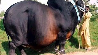 Самые гигантские животные в мире Самые гигантские животные в мире