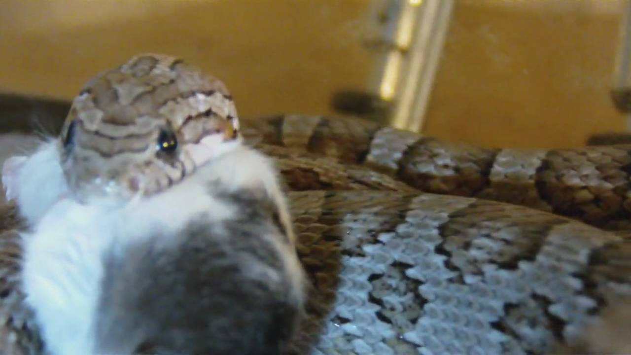snake oil 1510 Snake eating Corn Snake eating