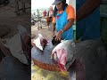 Good job Uncle Yakop cutting big tuna #fypシ゚viral #talon #tuna #fishing #tuna_fish_cutting