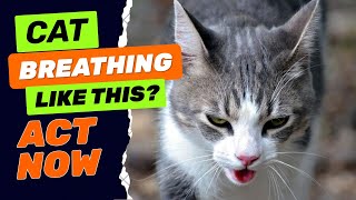 Why Is My Cat Panting? 5 Signs Every Owner Must Know