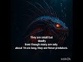 interesting facts about dragon fish 🐟#infomative #aivideo #fish #TheAiAnthology #trendingshorts