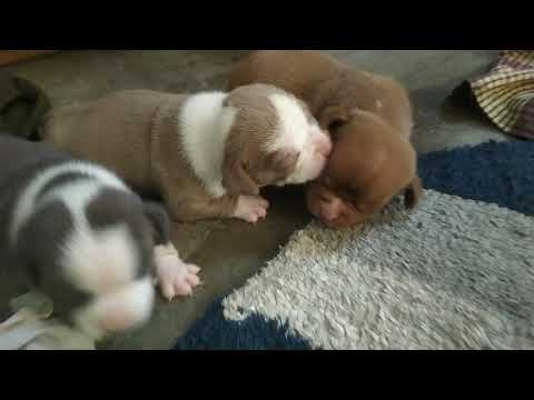 American Bully Cute Puppy 15 Days Old Youtube