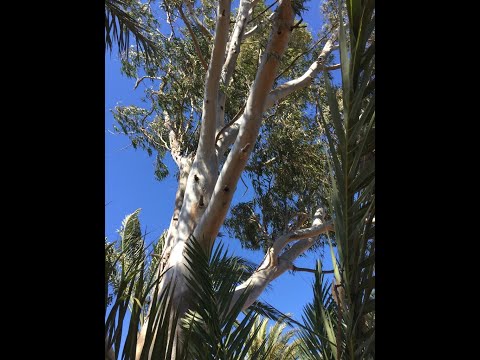 Vidéo: Les Arbres Sont Des Guérisseurs énergétiques