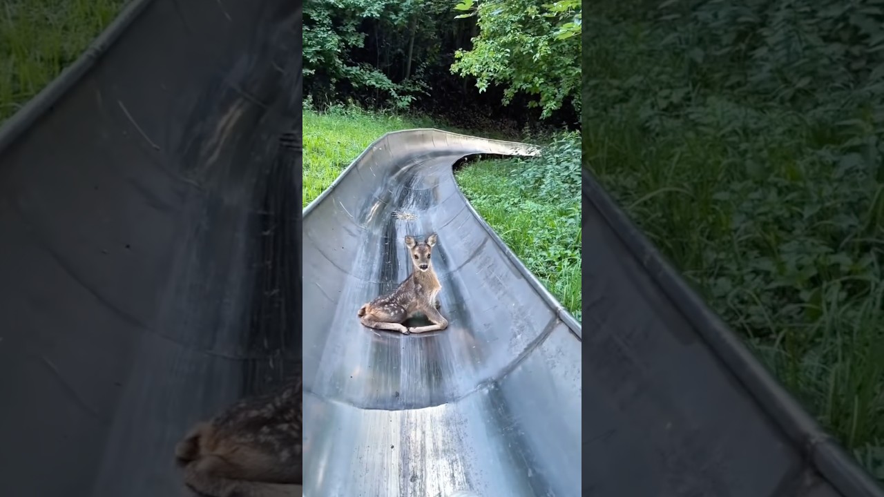 Deer show up everywhere. 🦌 #deer #funny #animals #funnyvideos #Foryou