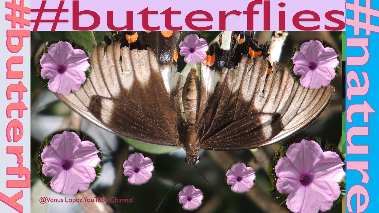 🇦🇺 🦋 🌲THE PRETTIEST!Orchard, Citrus, Swallowtail Butterfly, Papilio Aegeus, Nature🌲 🦋🇦🇺