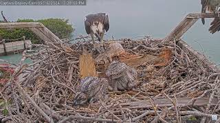 Captiva Osprey  Cam 16.05.2024 12:16