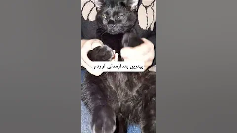 Video 11871561: persian cats catlover, persian catlover animals, persian cute catlover, persian funny catlover