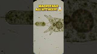 Macrofago Vs Batterio La Tua Difesa À