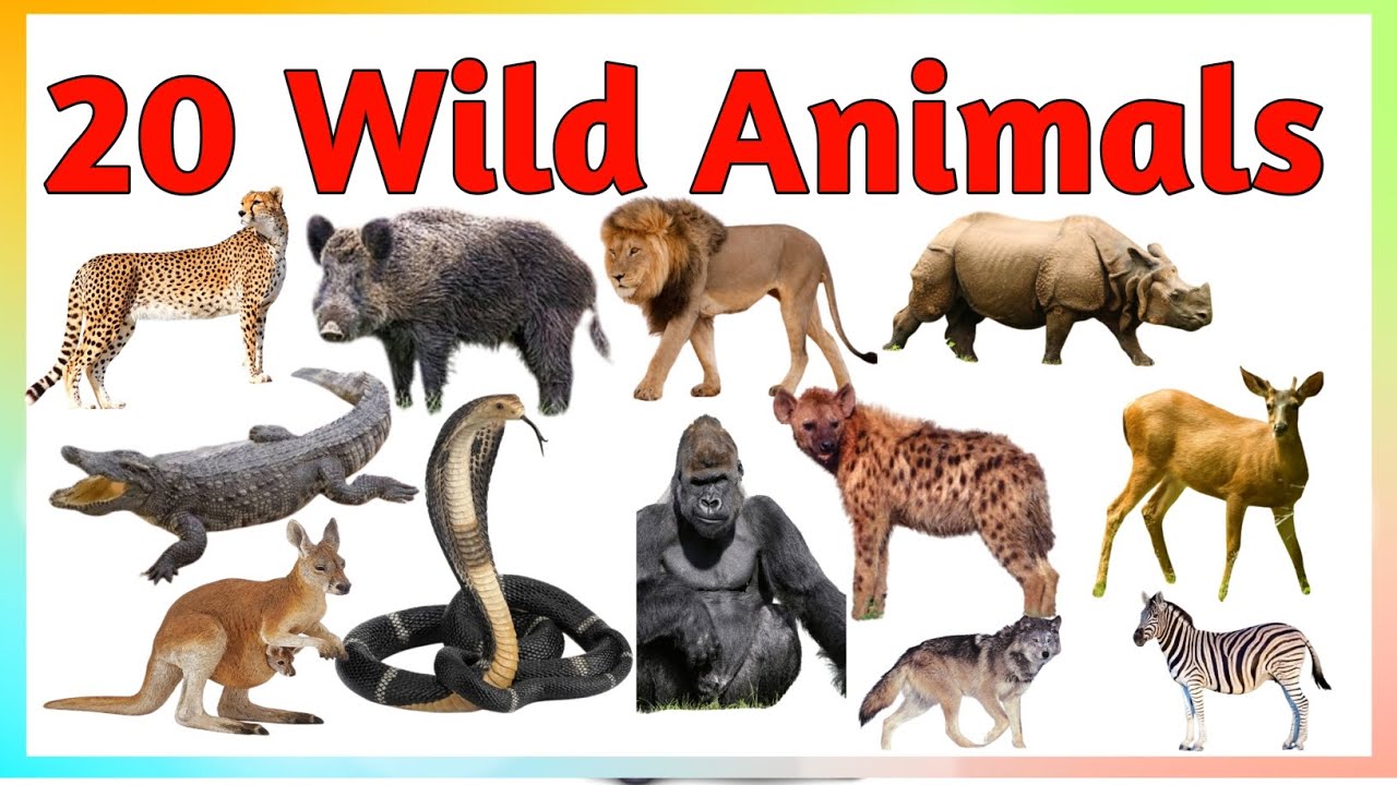 20 जंगली जानवरों के नाम हिंदी और इंग्लिश दोनों में // 20 Wild Animals Name Hindi and English for kid