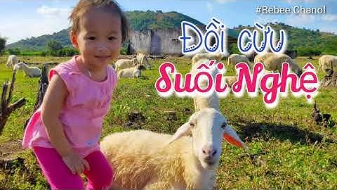 Đồi Cừu Suối Nghệ - Địa điểm check-in chất lừ / Suoi Nghe Sheep Hill