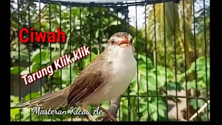 Prenjak Sawah Ngeklik Tarung Suitable For Fishing
