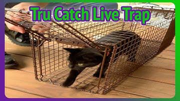 How to Use a Tru Catch Humane Live Animal Trap! #catrescue | Butterfrog Farms #17