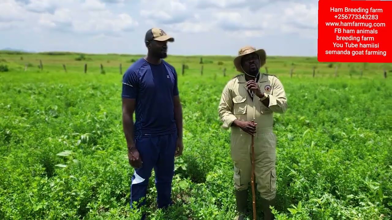 tactics  of boosting your animals nutrition through alfa alfa and how to manage it