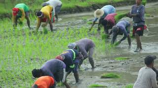 A Group of Farm Workers Harvesting Rice in a Flooded Field