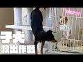 セルフ閉じ込められした挙句、仲間に助けを求める子犬