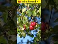 क्या APPLE पानी मै तैर सकता है? #shorts #facts #viral #apple