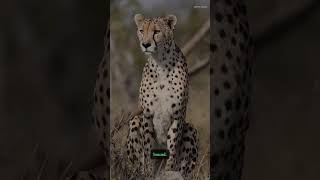 A Cheetah Hits 70 MPH Faster Than a SPORTS CAR #shorts #science #POVScience