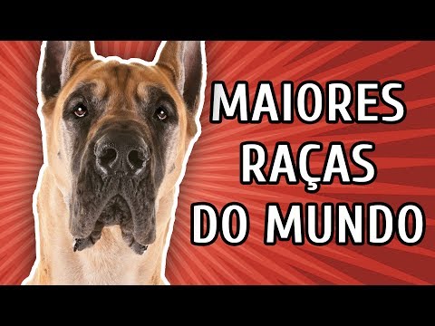 Vídeo: 10 maiores raças de cães