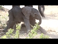 Hilarious Baby Elephant’s First Steps