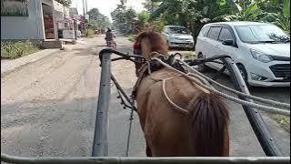 Suara Kuda Delman || Naik Kuda Delman Kendaraan Tradisional Masih Beroperasi di Kecamatan Bulakamba