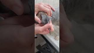Plucking the hair from a dogs ears with tweezers demo, Pomeranian/Shih-Tzu, dog grooming