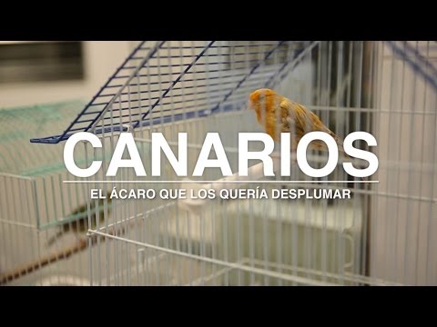 Video: Ácaro de las plumas: tratamiento y síntomas en humanos