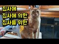 고양이 진공 털 청소기 만들기 Making a super-simple hair vacuum for the cats